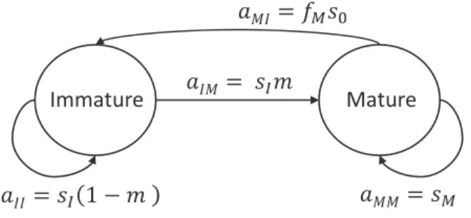 Figure 1: Life-cycle model. The subscripts I and M are used for imma- imma-ture (nonreproductive) and maimma-ture (reproductive) individuals,  respec-tively