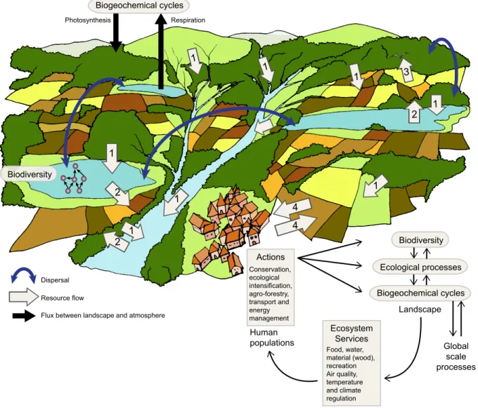 Figure II. Spatial dynamics at the landscape scale. Both flows of dispersal (curve blue arrows) 498 