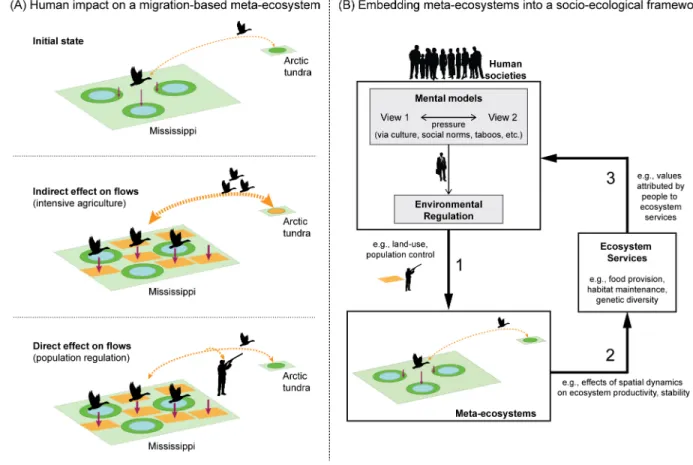 Figure 1. Meta-ecosystems in the Anthropocene. (A) The left panels show an example of 116 