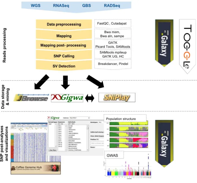 Figure 1. South Green resources and strategy to process, analyze and display Next-Generation  Sequencing datasets in the context of genomic variation studies