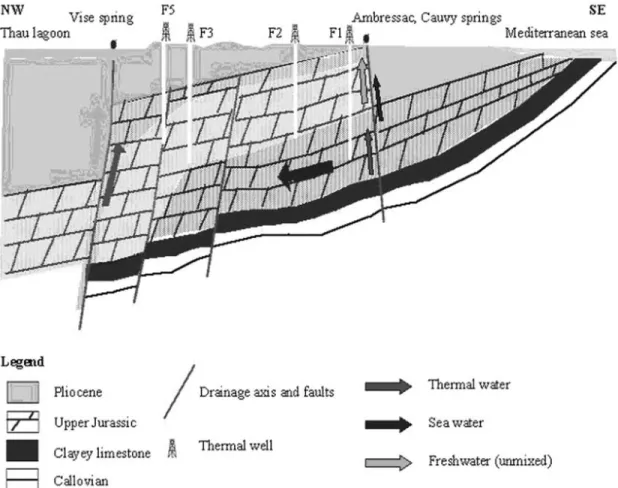 Figure 6. Schematic cross section showing groundwater flow in the Thau karst system. Some of the groundwater infiltrates deeply and acquires the signature of thermal water before rising in karst conduits because of the pressure head exerted by the infiltra