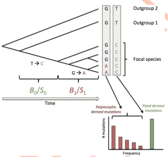 Fig 6. Schematic presentation of the method to estimate recent and ancestral gBGC or SCU