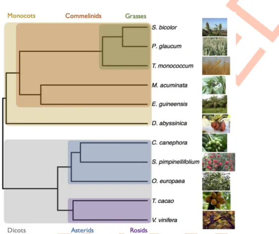 Fig 1. Phylogeny of the species used in this study. Phylogenetic relationship of the species used in this study