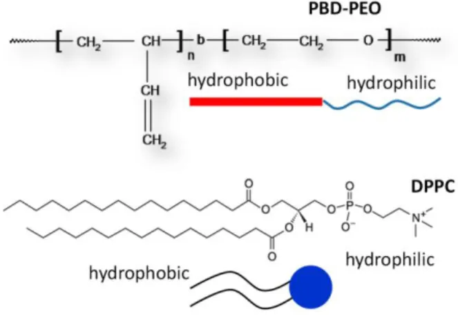 Figure  1.  Structure  of  hybrid  vesicles  components.    Structure  of  PBD(2300)PEO(900)    (polybutadiene  (Mw  2300)-b-ethyleneoxide  (Mw  900))  copolymer  and  DPPC  (dipalmitoylphosphatidylcholine)  lipid
