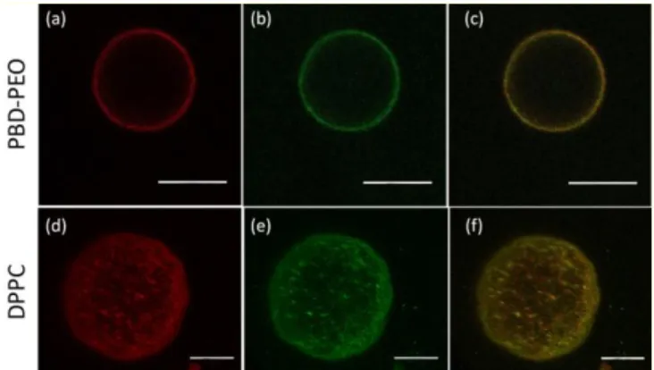 Figure  3.  PEO-PBD  and  DPPC  pure  GUVs:  confocal  microscopy.    Representative  CLSM  images  of  (a-c)  PBD-PEO  vesicles  (PBD-PEO  mixed  with  20%  mol/mol  PBD-PEO-COOH)  (2D) and (d-f) DPPC vesicles (3D reconstructions); (a, d) first channel wi