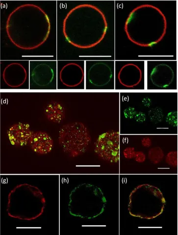 Figure  4.  PEO-PBD/DPPC  mixed  GUVs:  confocal  microscopy.    Representative  CLSM  images  of  PEO-PBD/DPPC  mixed  vesicles  containing  (a-c)  35%  and  (d-i)  65%  DPPC  with  respect  to  PEO-PBD  (mol%)