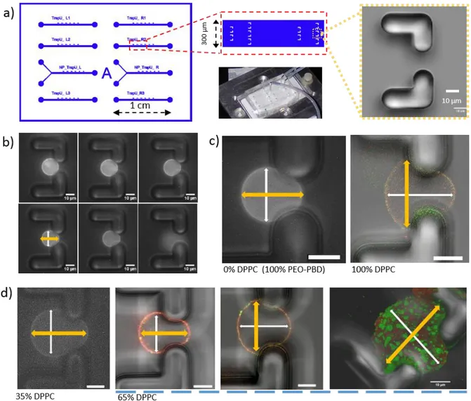 Figure 5. PEO-PBD/DPPC  mixed GUVs:  microfluidics.  a) Representative microfluidic set- set-up:  design showing several  single  channels  on a  24x32mm chip,  close-up of the channel  zone  including U-shape traps, microphotograph of a single trap with 1