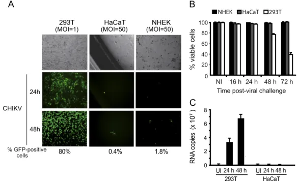 Fig. 1. Human keratinocytes are naturally poorly permissive to CHIKV replication. (A) HaCaT immortalized keratinocytes or neonate primary human keratinocytes (NHEK) were exposed to CHIKV reporter viruses at the indicated MOI