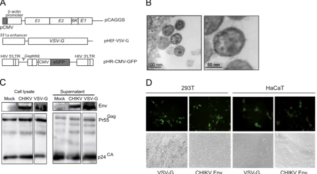 Fig. 3. CHIKV envelope-pseudotyped particles efﬁciently fuse with HaCaT cells membranes