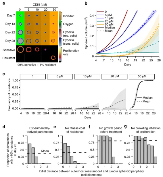 Fig. 5 Spatial structure is a critical determinant of AT ef ﬁ ciency. a Time series of tumour spheroid cross-sections in a spatial computational model
