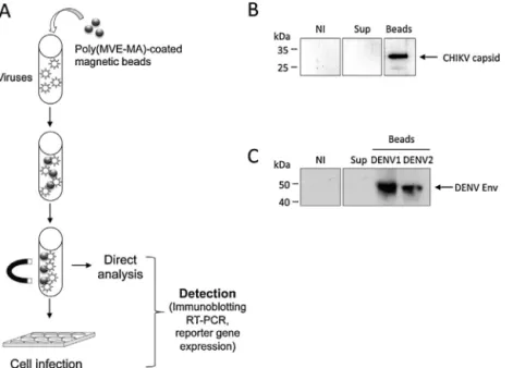 Fig. 1. Capture of CHIKV and DENV antigens by anionic polymer-coated beads. (A) Schematic representation of experimental procedures used for capture of CHIKV or DENV particles from culture supernatant