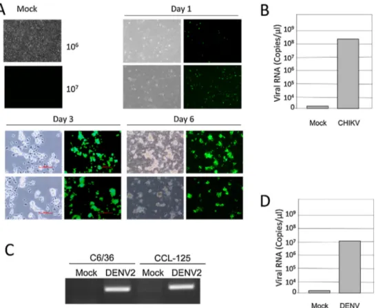 Fig. 5. Efﬁcient recovery of infectious arbovirus particles using poly(MVE-MA)-coated magnetic beads