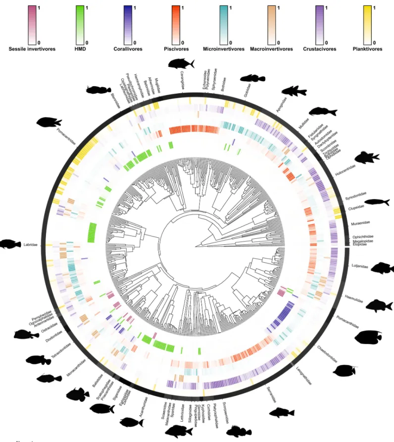 Fig 4. Phylogenetic tree of 535 reef fish species with fitted trophic guild assignments based on empirical dietary data