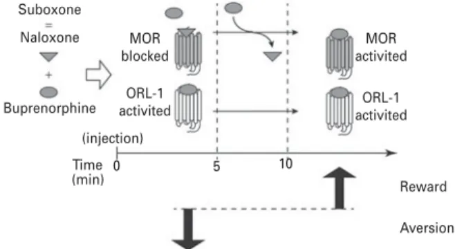 Fig. 5. Proposed model of rewarding and aversive effects of suboxone. Immediately after i.v