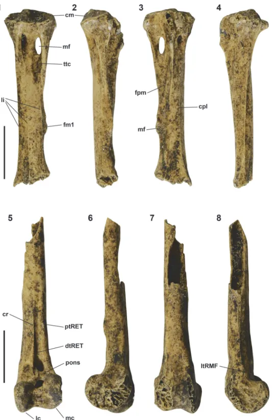 FIGURE 3. Ducula tihonireasini n.sp., holotype right tarsometatarsus NMNZ S.47667 (1-4) and paratype distal right tibiotarsus NMNZ S.47668 (5-8) in cranial (1, 5), medial (2, 6), plantar/caudal (3, 7) and lateral (4, 8) views