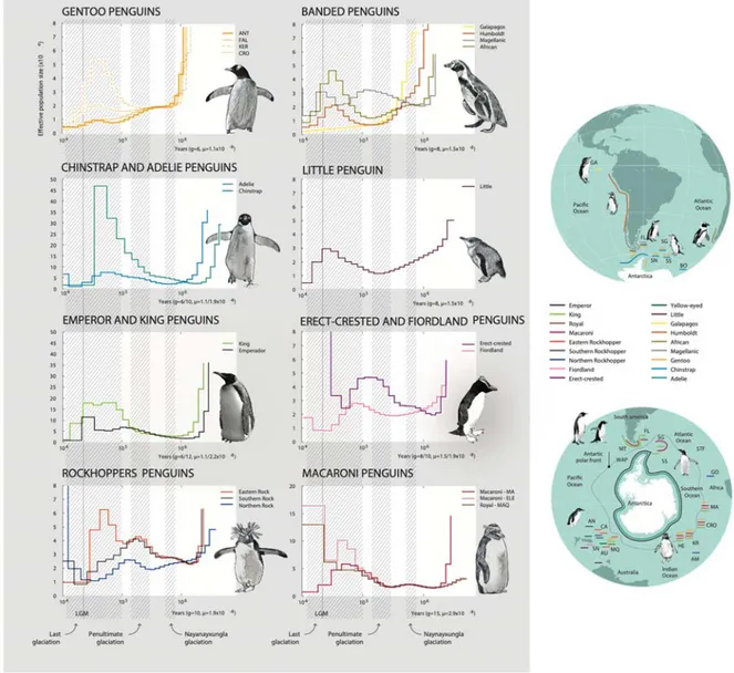 Fig. 4. Demographic history of penguins. Pairwise Sequentially Markovian 