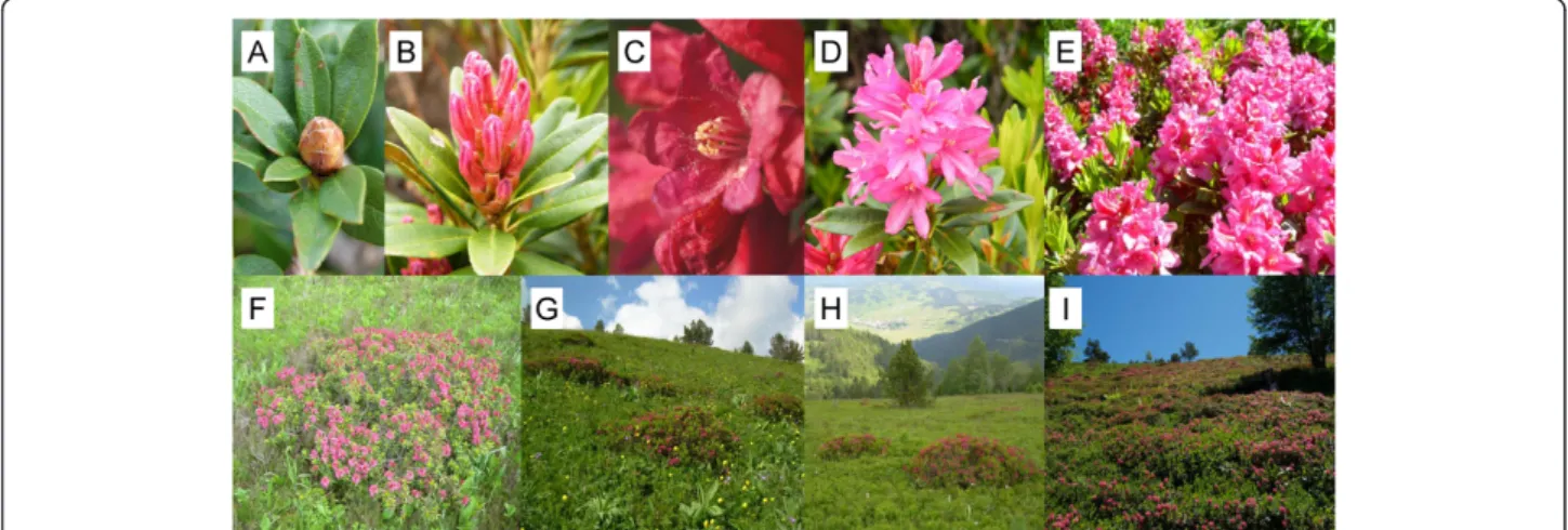 Figure 3 Flower and patch structure of Rhododendron ferrugineum. (A) Inflorescence bud