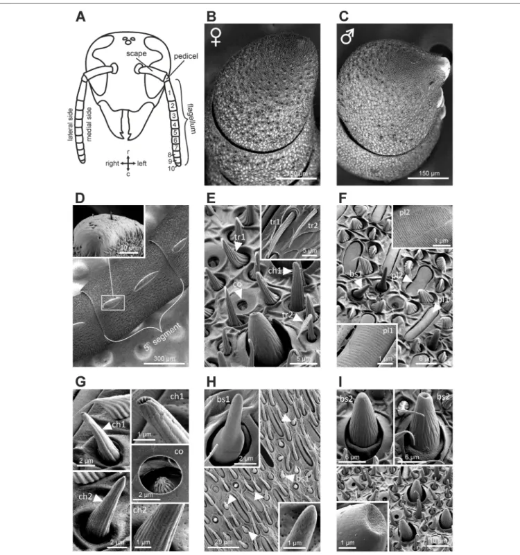 FIGURE 1 | Structure of the antenna in Vespa velutina and its sensillar equipement. (A) Schematic representation of a hornet head