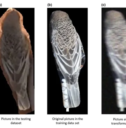 Figure 4b). In addition, a plastic round feeder with seeds was posi- posi-tioned on the floor to record both from (c) a ground perspective (90  images of 28 birds 3.21 ± 1.21; Figure 4c) and (d) a top perspective  (83 images of 25 birds 3.32 ± 1.01; Figure