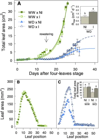 Figure 6. P. brassicacearum STM196 increases growth rate of surviving plants after rewatering