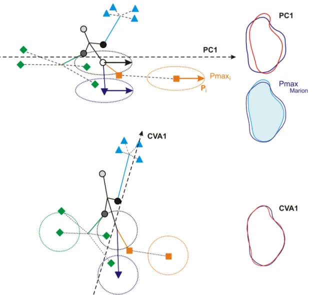 Fig 6. Diagrams showing how Pmax impacts the patterns of differentiation provided by a PCA and a CVA