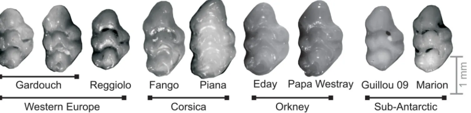 Fig 1. Mouse teeth exemplifying the morphological variation within and between populations