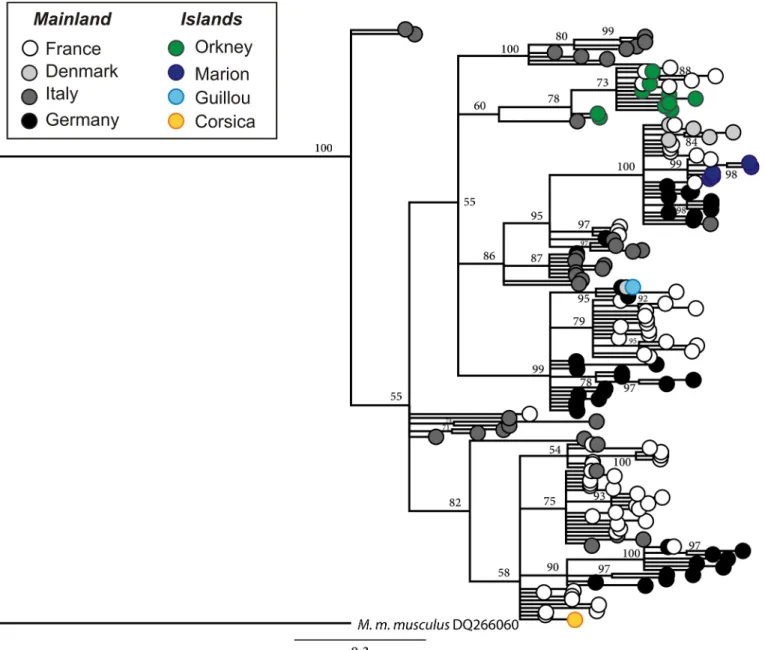 Fig 3. Phylogenetic tree for M . m . domesticus mt DNA control region. The tree includes mice from France, Denmark, Italy, Germany, Marion Island, Guillou Island, Corsica and Orkney (based on data available in GenBank)