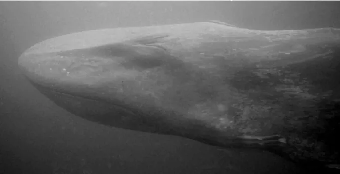 Figure 1. Underwater photograph of the head and neck of the New Caledonian blue whale, Baie-du-Prony, 14  January 2002