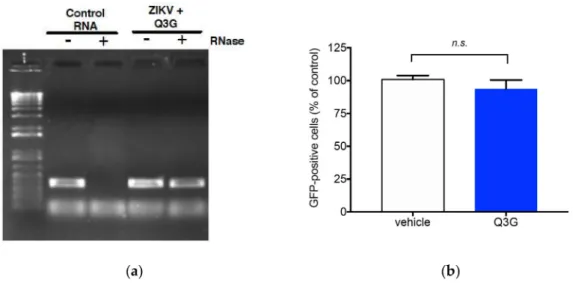 Figure 3. Effect of Q3G on ZIKV infectivity. In (a), RNase A protection assay on ZIKV