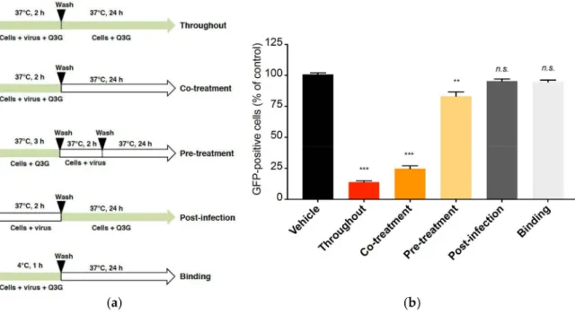 Figure 4. Q3G targets early stages of ZIKV infection. In (a), schematic representation of synchronised ZIKV GFP infection and Q3G treatment assays in A549 cells