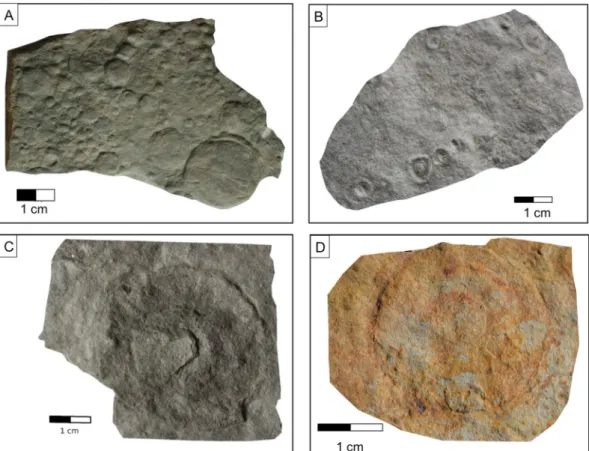 Figure 4.  Ediacaran-type fossils from the Podolya Basin (morphotypes after 12,30 ). (A) Nemiana simplex Palij; 