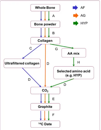 Fig. 2.. Collagen or hydroxyproline samples were then combusted, graphitised and dated by AMS 