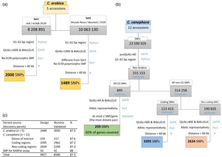 Figure 1 Design and development workflow of the Coffee8.5K array. SNPs markers were identified, filtered and validated from (a) the C