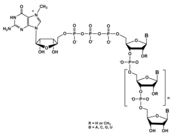 Fig. 1 mRNA cap structure 7m Gppp.