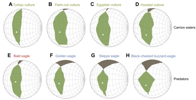 Fig. S3A), bill width (ground predators: 45.45±4.03 mm; obligate scavengers: 31.78±1.59 mm, W=33, P=0.015; Fig