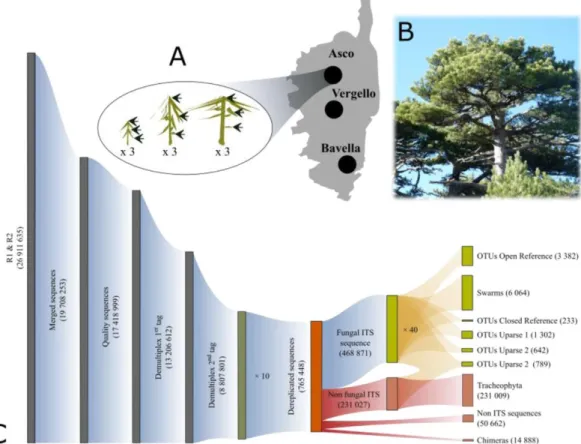 Fig.  1.  (A)  Schematic  overview  of  the  sampling  scheme:  at  each  site  on  the  Corsica  island,  needles were collected at three elevation levels in the tree (proxy of light exposures) on three  young, three mature and three old individual trees