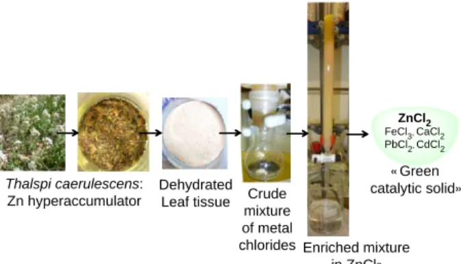 Figure 1. Preparation of enriched mixture in ZnCl 2 /HCl and the ‘‘green catalytic solid.’’