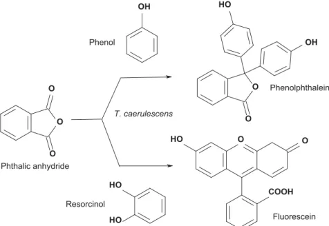 Figure 5: Synthesis of phenolphthalein and fl uorescein using T. caerulescens extract.