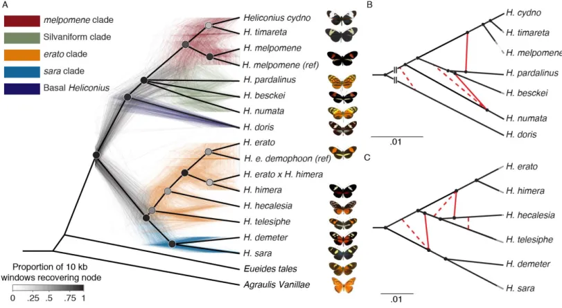 Fig. 1: Phylogeny and phylogenetic networks of Heliconius show lack of support for bifurcating tree