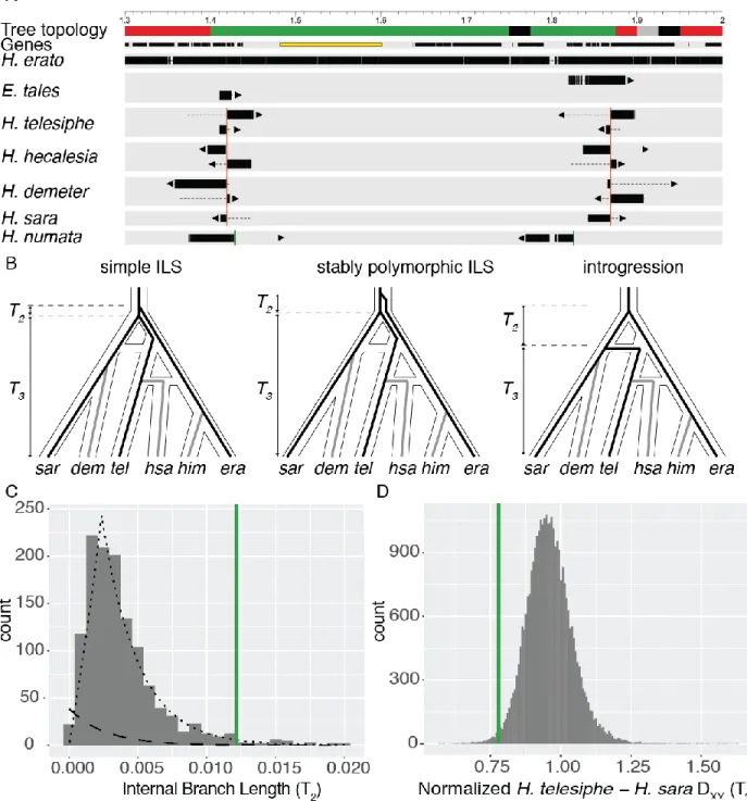Fig. 4: Parallel evolution of a major inversion at the cortex supergene locus. 