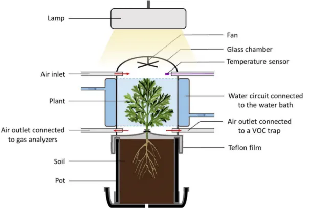 Fig. 1. Enclosure system used for the measurement of VOC emissions from the entire foliage of Artemisia annua plants