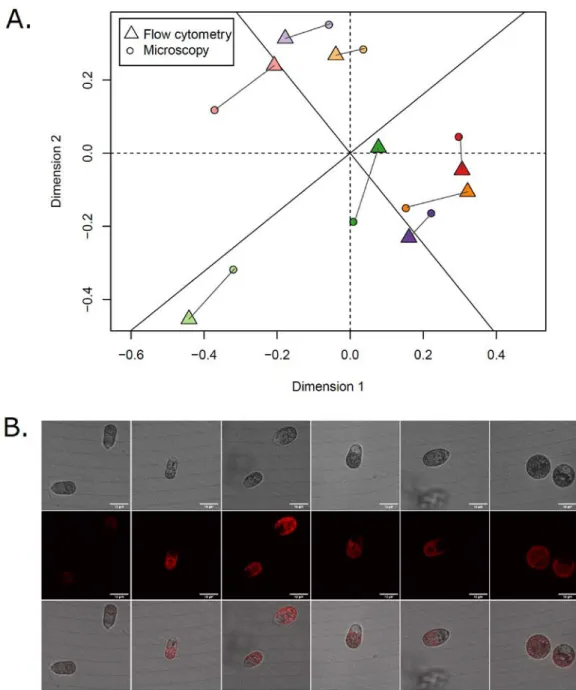 Figure S1. Comparison of flow cytometry vs confocal microscopy methods to assess cells  morphology