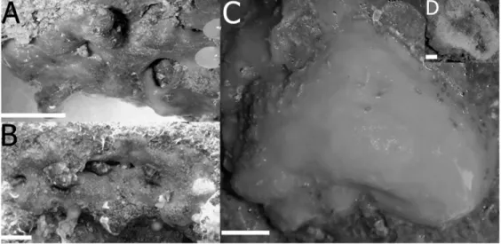 Fig. 2. In situ images presenting the external morphology of Suberites specimens: A: Suberites purpura sp