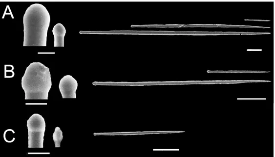Fig. 4. Tylostyle size and fusiform form of Suberites species. A: Suberites purpura sp