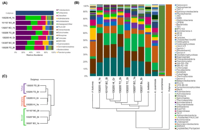 Figure 2. (A) Occurrence of all phyla inferred from 16S amplicon Illumina reads with an  average of 8504 sequences per specimen