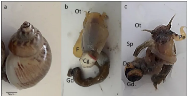 Fig. 2. T. mutabilis. (a) Whole specimen with its shell. (b) Anatomical details of a female