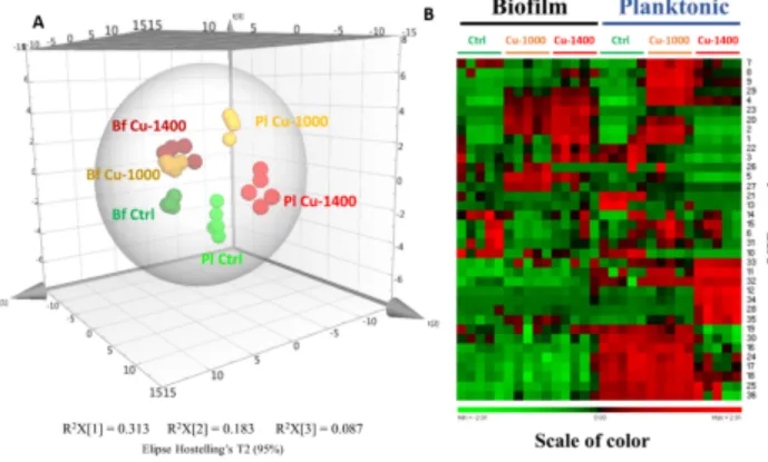 Figure 1: (A) 3D PLS‐DA score plot based on UPLC‐HRMS metabolomics data of planktonic (Pl) and biofilm (Bf) samples of P. lipolytica TC8 cultured without (Control: Ctrl) and with  Cu supplement (1000 µM: Cu‐1000, 1400 µM: Cu‐1400). (B) Heatmap of the thirt