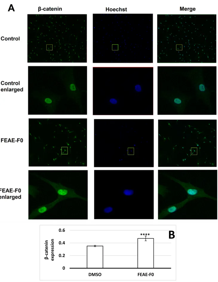 Figure 3. (A) β-catenin expression in dermal papilla cells after 72 h of treatment in control medium or supplemented in 50  μg·mL −1  FEAE-F0 and nuclei counterstained with Hoechst followed by immunofluorescence