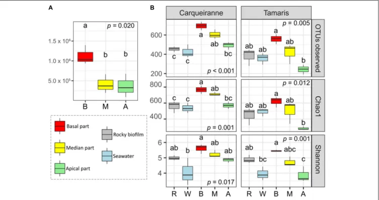 FIGURE 1 | Variations of cells densities along the surface of Taonia atomaria and differences in α-diversity between algal parts, rocky biofilms and seawater collected in two Mediterranean sites (Carqueiranne and Tamaris)