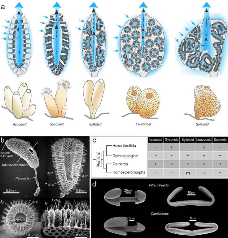 Fig. 1 Sponge nutrition system anatomy. a Schematic representation of  the  five  sponge  morphotypes